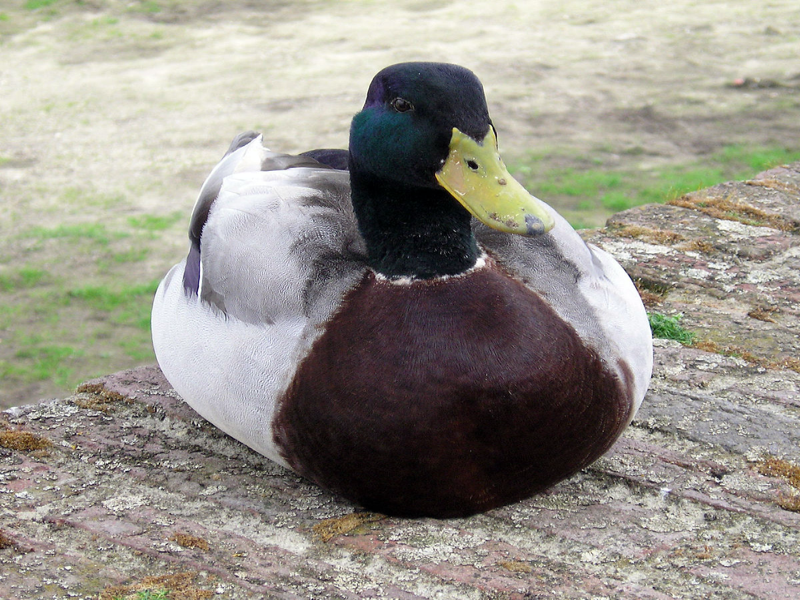 mallard duck puzzle