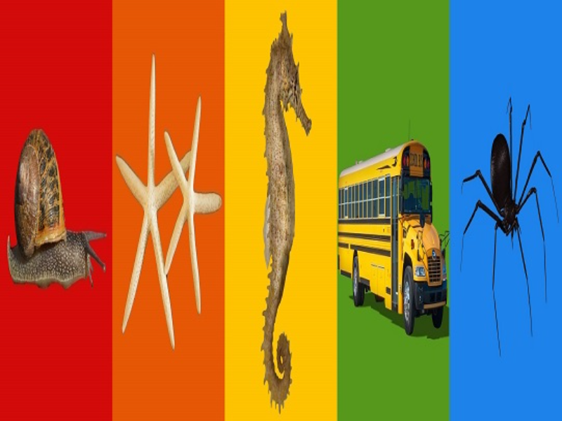 snail starfish seahorse school bus spider puzzle