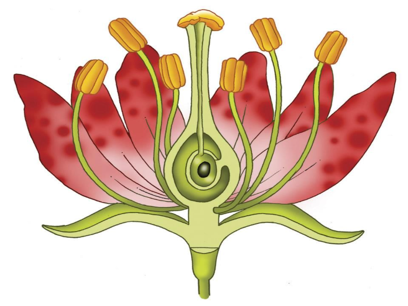 parts of flower puzzle