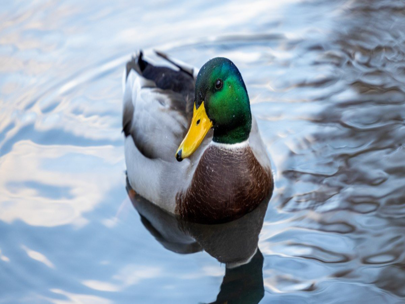 duck in water puzzle