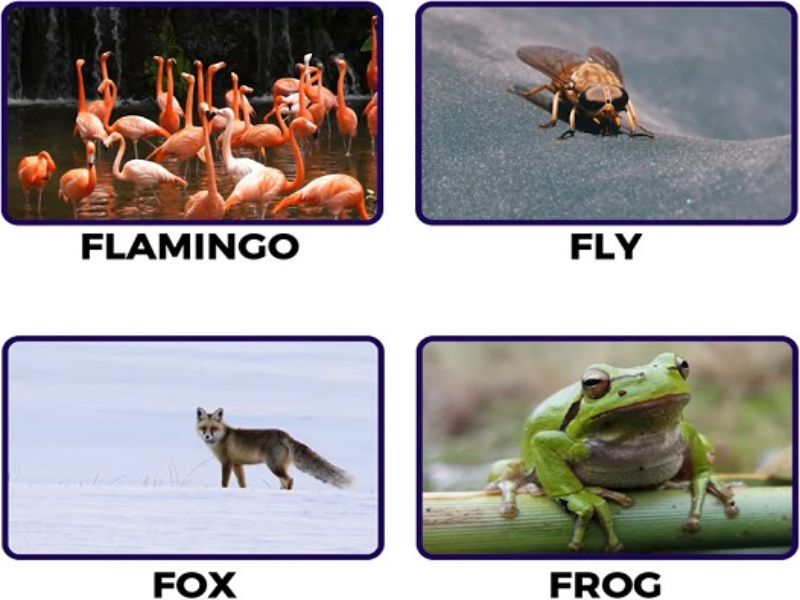 flamingo fly fox frog puzzle